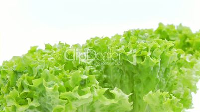 closeup of loose leaf lettuce