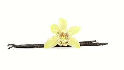 single flower with vanilla beans looping