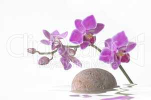 Orchidee mit Wasserund Stein