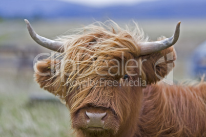 young brown highland cattle