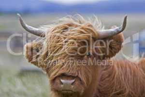 young brown highland cattle