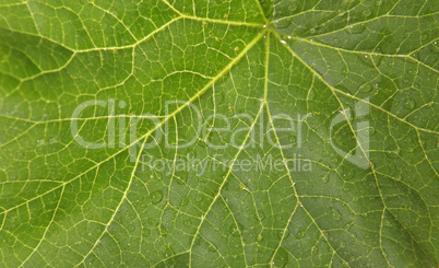 Texture of the green leaf fig (Ficus carica L.)