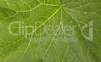 Texture of the green leaf fig (Ficus carica L.)