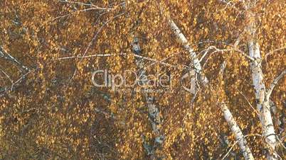 Autumn birch.