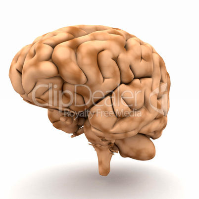Gehirn - Blick von halb-rechts