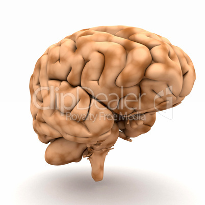 Gehirn - Blick von halb-links