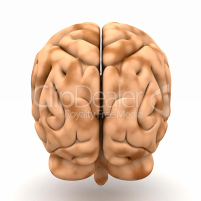 Gehirn - Blick von hinten