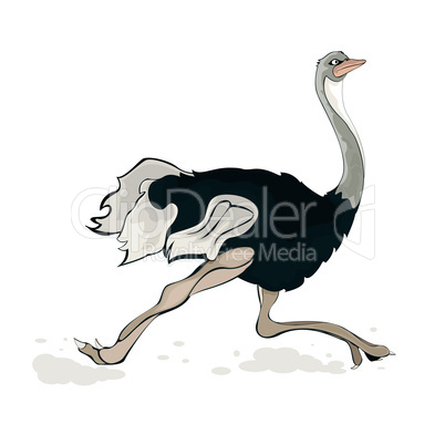 A running ostrich