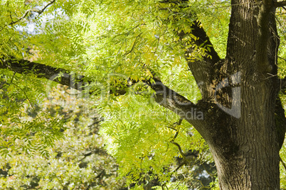 Baumdetail im Sommer