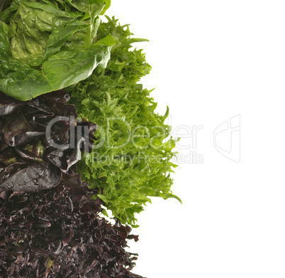 Fresh Salad Leaves
