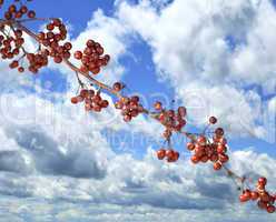 Red Berries And A Blue Sky