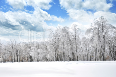 Winter Forest