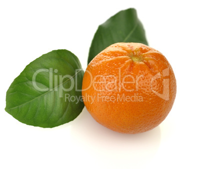 Orange Fruit