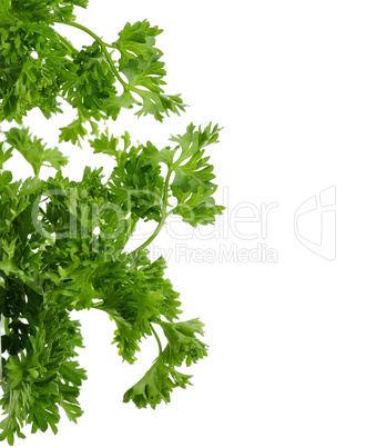 Fresh Parsley Herb