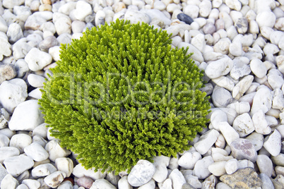 Grüne Pflanze auf weissen Kieselsteinen