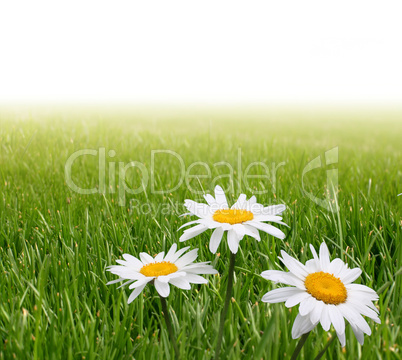 chamomile in green grass