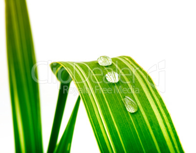 green leaf with water drops