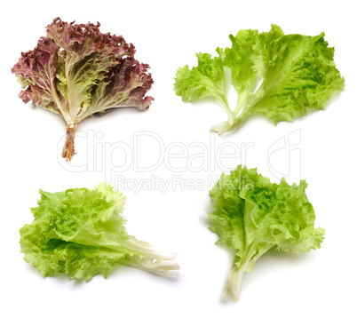 leaf fresh lettuce on white