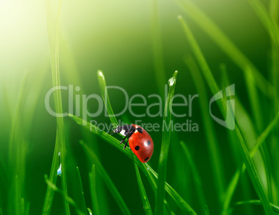 ladybug in green grass