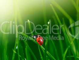 ladybug in green grass