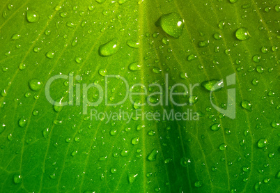 green leaf with water drops