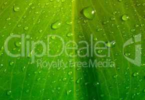 green leaf with water drops