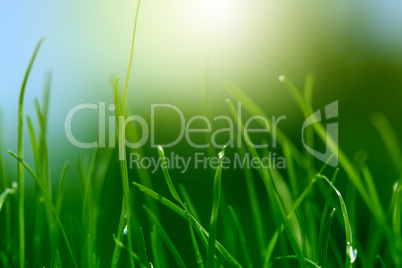 soft green grass background