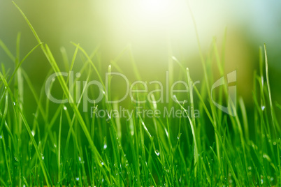 soft green grass background