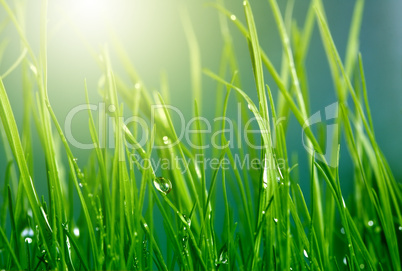 soft green grass background