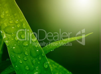 green leaf with water drops