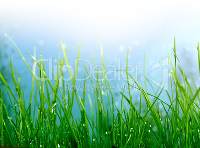 soft green grass background