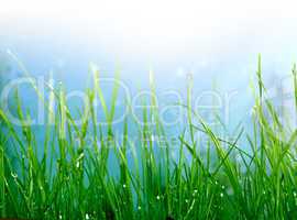 soft green grass background