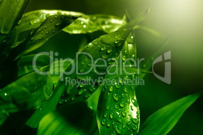 green leaf with water drops