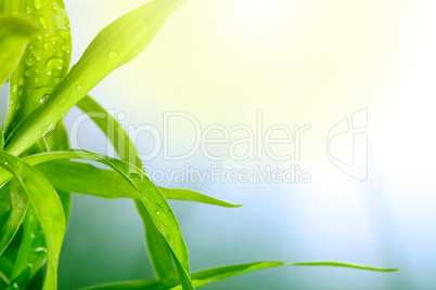 green leaf with water drops