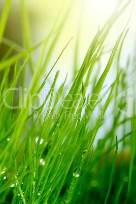 soft green grass background