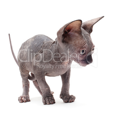 bald sphinx cat