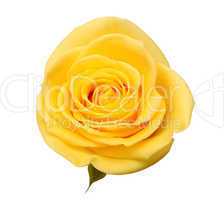 yellow rose