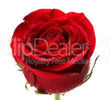 red rose