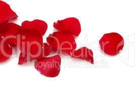 roses petals