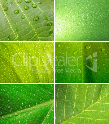 set of green leaf with water drops