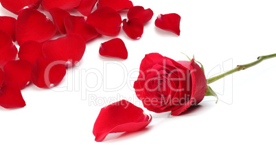 roses petals