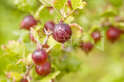 Stachelbeeren am Strauch