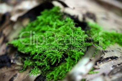 green moss