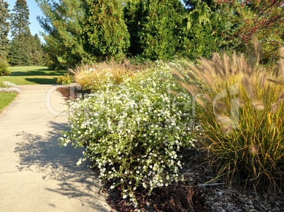 Sidewalk In The Park