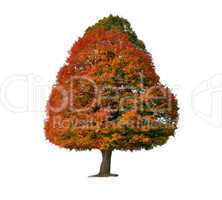 Colorful Autumn Tree