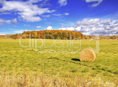 Autumn Field