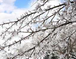 Ice On The Tree Branches