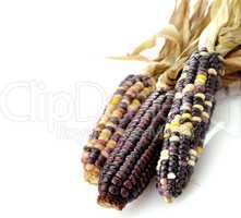 Colorful Dry Corn