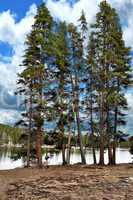 Pine Trees By The Lake