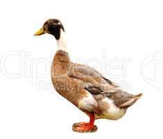 wild duck